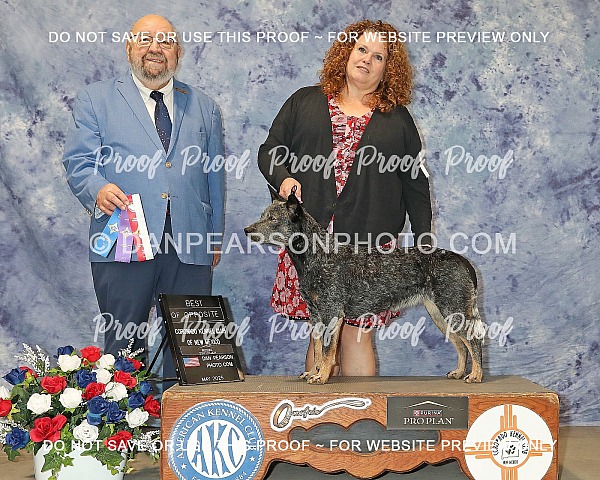 Coronado Kennel Club 2 Monday May 26, 2025