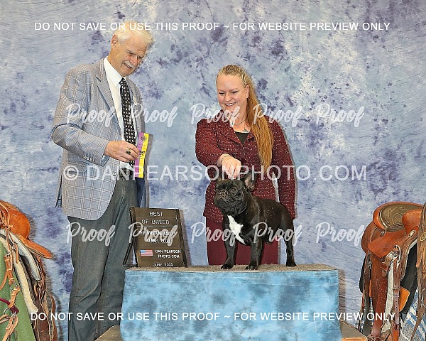 Yellowstone Valley Kennel Club 3 Saturday June  21, 2025