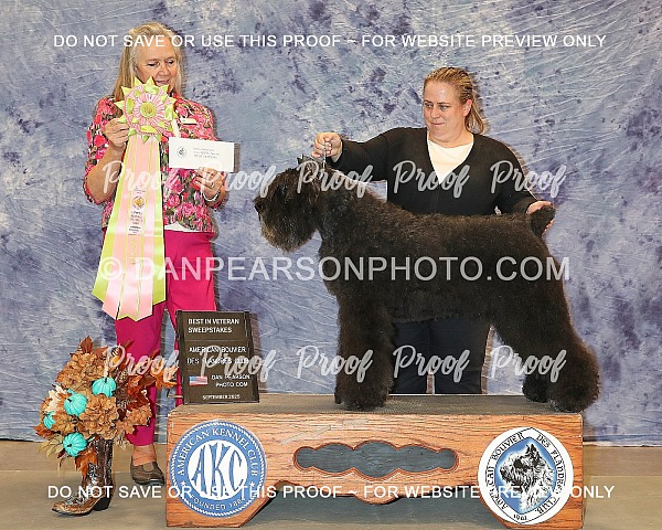 American Bouvier Des Flandres Club Sweepstakes