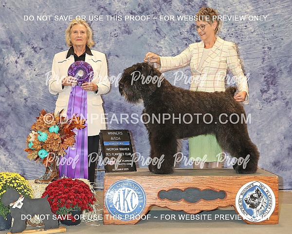 American Bouvier Des Flanders Club Friday September 5, 2025